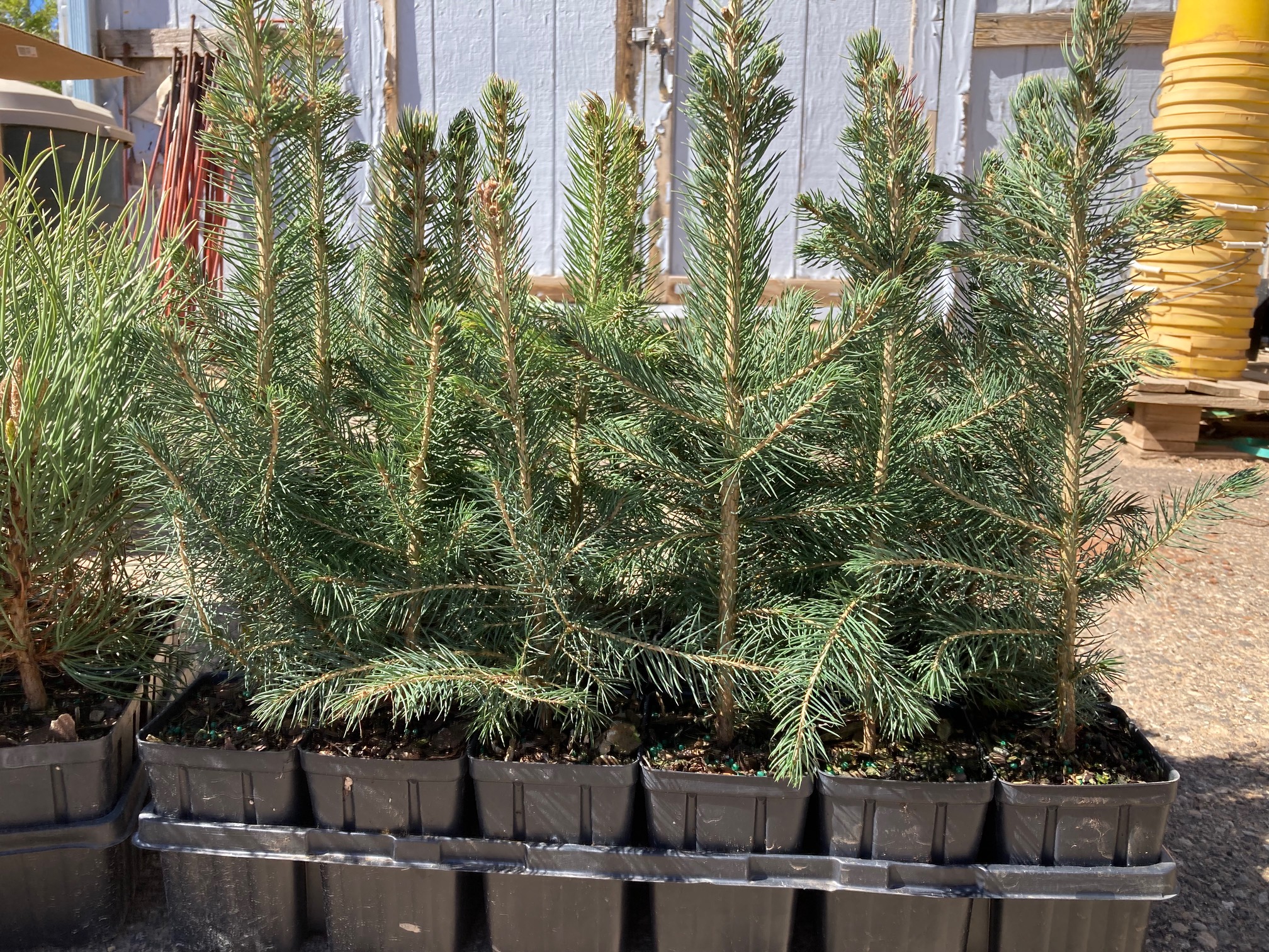 spruce seedlings